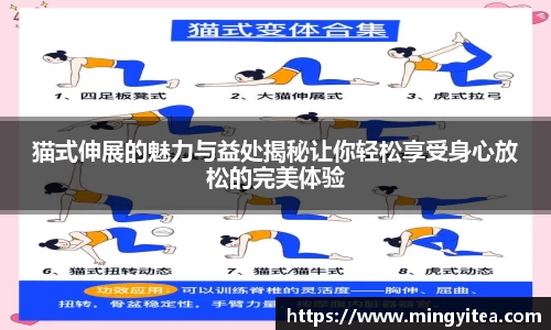 猫式伸展的魅力与益处揭秘让你轻松享受身心放松的完美体验